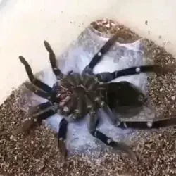 Vahşi yaşam.
Derisini değiştiren tarantula
🕷️🕸️🕷️🕸️🕷️🕸️🕷️