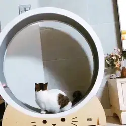 Cat treadmill