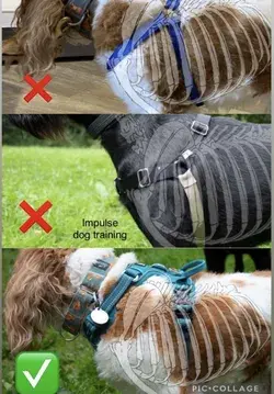 Correct harness