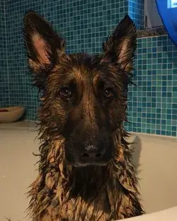 German shepherd look of betrayal 😂