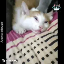 silly cats😹😻 watch more on my youtube, link in the ◾◾◾ bellow