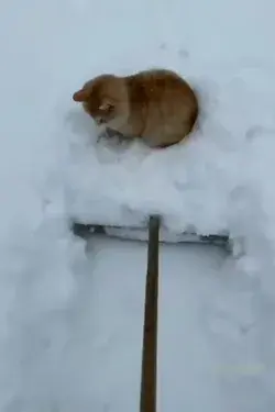 Enjoying Snow Slide | Cat Training | Cute Cat | Funny Cat