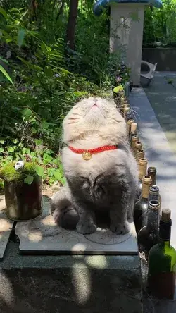 Cat on meditation