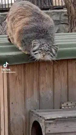 Gato manul.