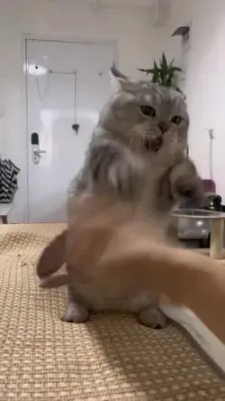 T-rex attack 🦖
Funny Cat Videos 
Cat video 
Tiktok Video 
Funny Cats