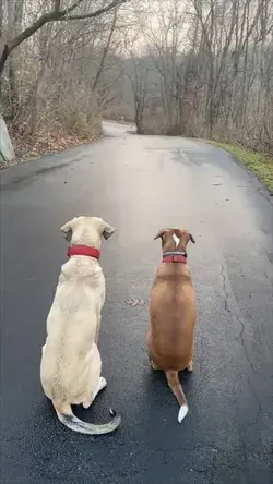 Two Dogs Patiently Waiting for The Boys to come Home from Sc...