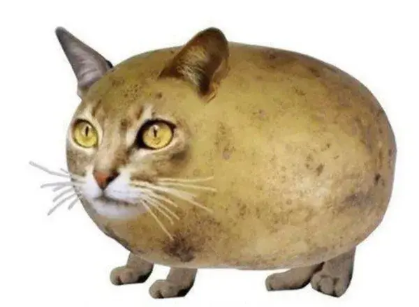 Cat+potato