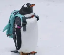 attractive Penguin