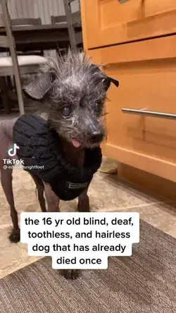 my mental health as a dog😭