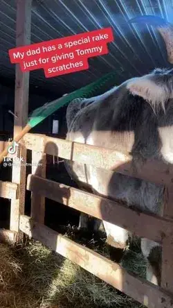 I Have This Fascination With Cows That I Got From My Grandma.  Look At Tommy.. He's Huge!