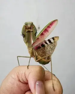 She is soooo huge ❤️💚💛
Malaysia giant grass mantis -
Tenospilota Nova (Beieri, 1930)