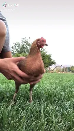 Funky chicken