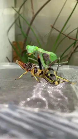 Mantis ASMR #tiktok #mantis #insecthaus