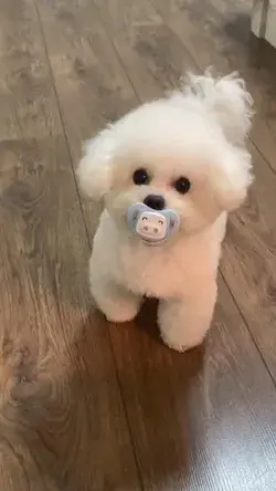 Cute dog 🐶