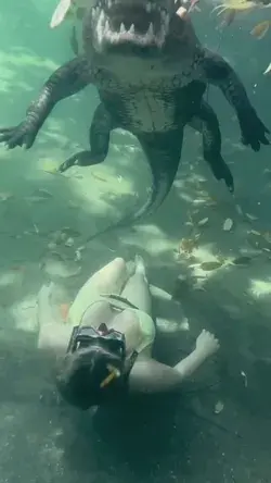 Swimming underwater with a Giant Alligator!🐊