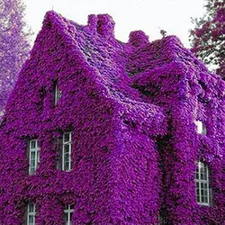 KEPTEI Garden Flower Seeds - 100pcs Seeds Purple Aubrieta hybria Ivy Creepers and Perfume Climbing Plants Colorful Rock Cress Flower Seeds Vines for Walls, Fences and trellises : Amazon.co.uk: Garden