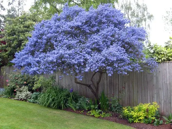 Christine Lees Garden Design