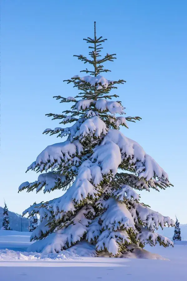 Gulmarg