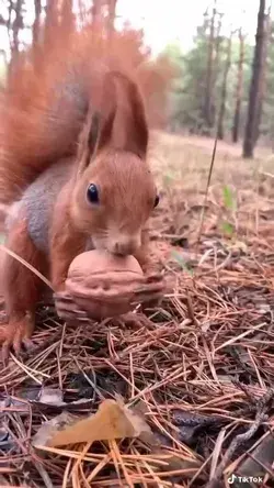 Danke Dir‘🌰🐿