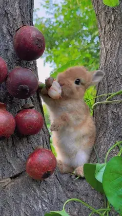 🐰Cute bunny with mangosteen