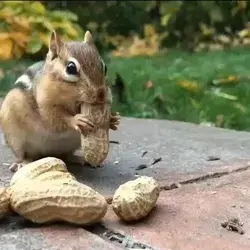 Squirrel Figures it Out!