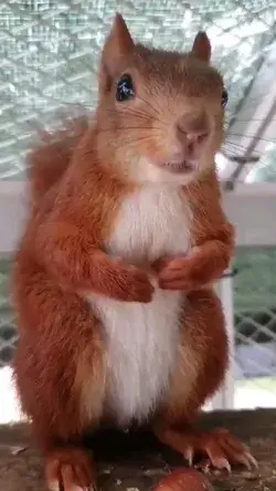 Angry squirrel growls almost like a bear  Funny Animals🐕🐈🐐