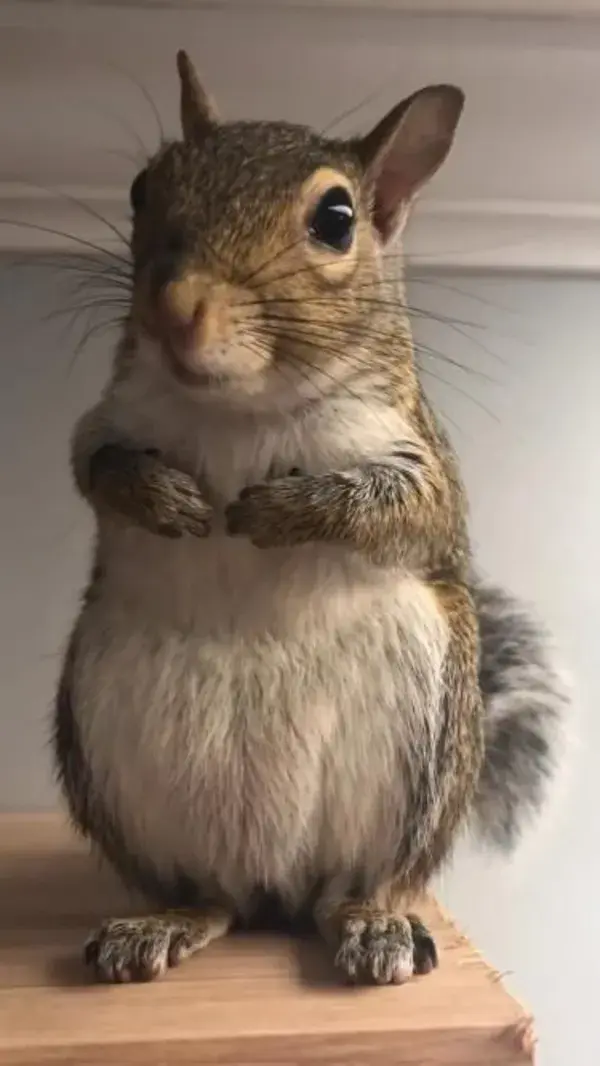 SQUIRREL