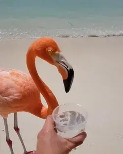 Flamingos on the beach