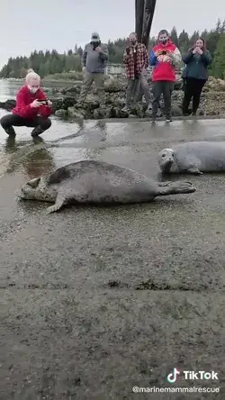 Seals happy and grateful to be able to return home 😃🥰🤗