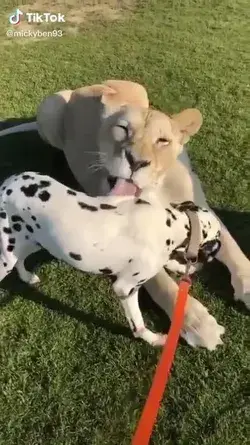 The lioness lovingly bathes her friend 🥰🥰🥰