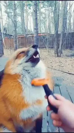 Fox bliss