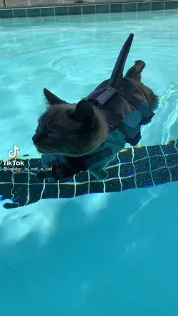 Kitty swimming vest