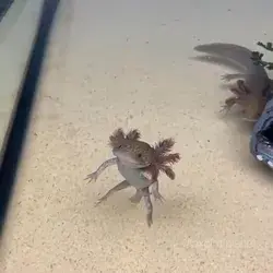 Cute axolotl