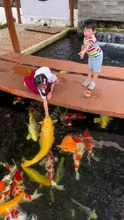 A Cute Moment. Feeding The Koi Fish.
