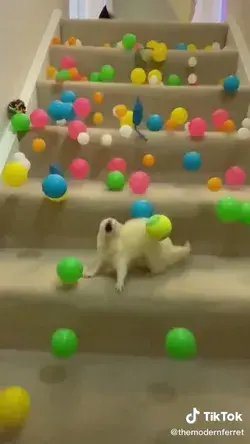 ferret tiktok🥺