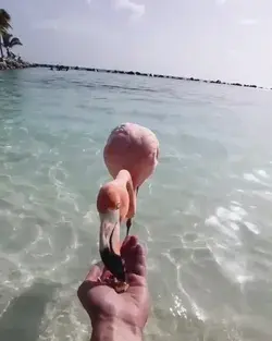 The Amazing Flamingo Island, Mexico!