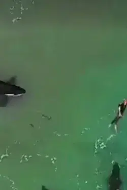 Captivating Encounter with Playful Orcas at Hahei Beach