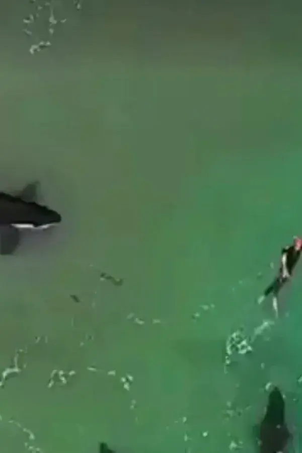 Captivating Encounter with Playful Orcas at Hahei Beach