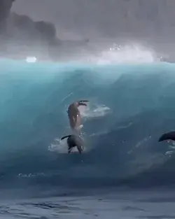 Sealions surfing giant waves