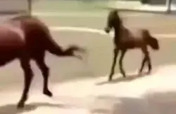 Caballo