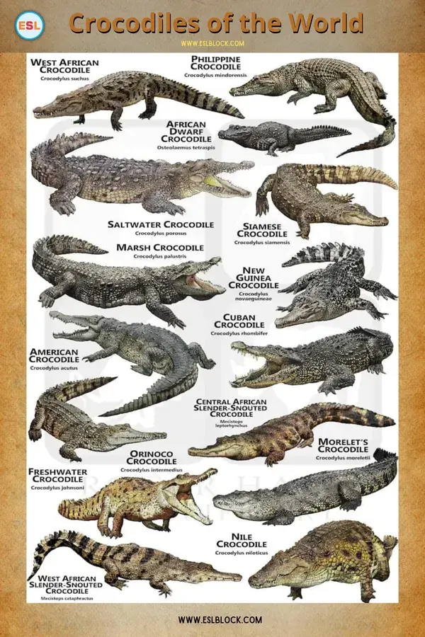 Chart 3: Crocodiles of The World