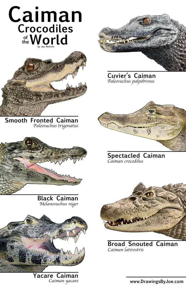 Caimans of the World