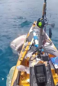 Just kayaking on the ocean...  And this Great White Shark tries to eat me!