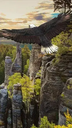 🦅🏞🌳🌲🏔🤩💖