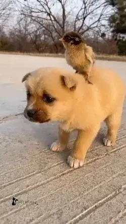 Cute dog and chicken