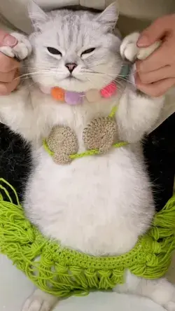 Cat Belly Dance