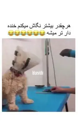 وقتی میگن طرف سگه ینی اینااا😂😂