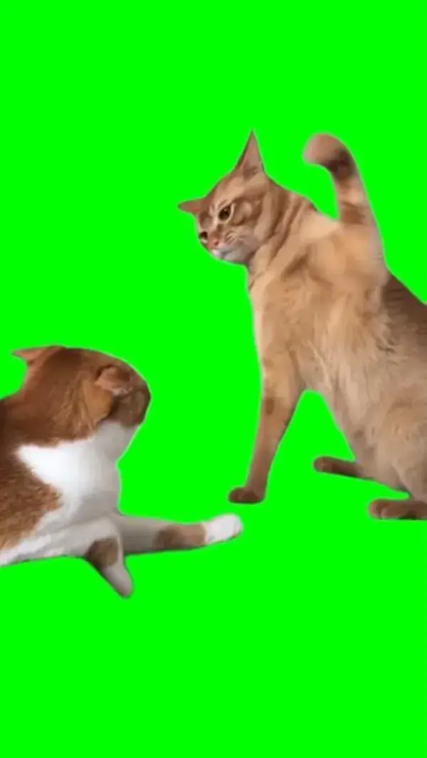 Green Screen Cat Hits Another Cat Meme