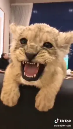 A little lion's roar😍