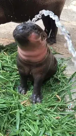 Super cute baby hippo